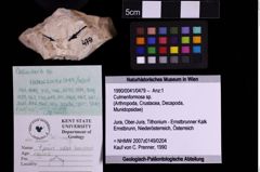 Foto (Objekt + Etiketten) von Culmenformosa sp. (NHMW-GEO-1990-0041-0479)